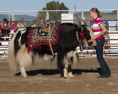 royal pack yak temba at NW Montana Fair